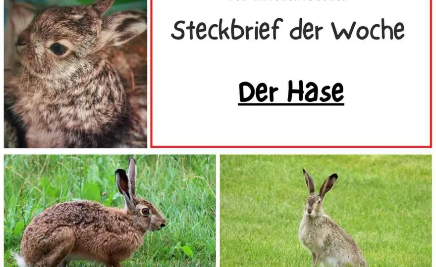Feldhase Steckbrief - Erkennen, schützen, verstehen