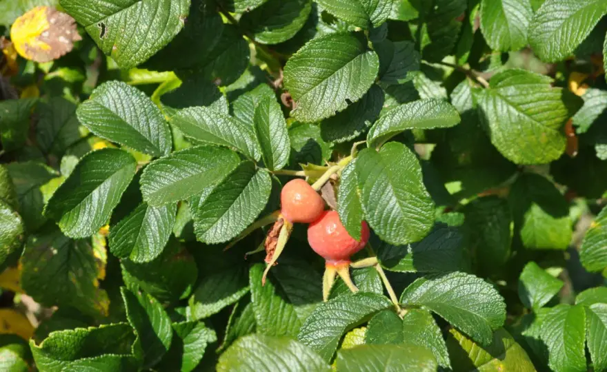 Hagebutten - Welche Tiere fressen sie im Naturgarten?