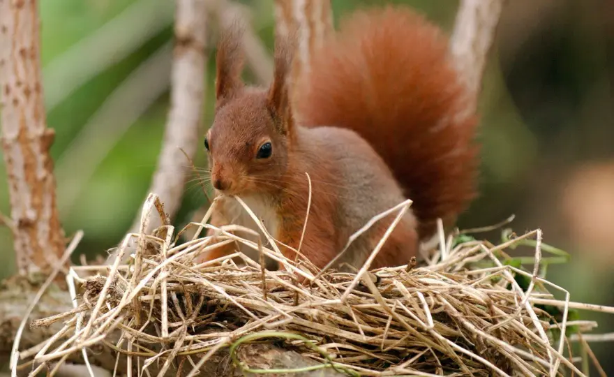 Kobel - Mehr als nur ein Nest: Eichhörnchen im Garten helfen