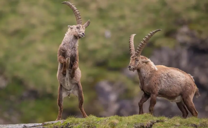 Alpensteinbock - Wildtier der Alpen verstehen & schützen
