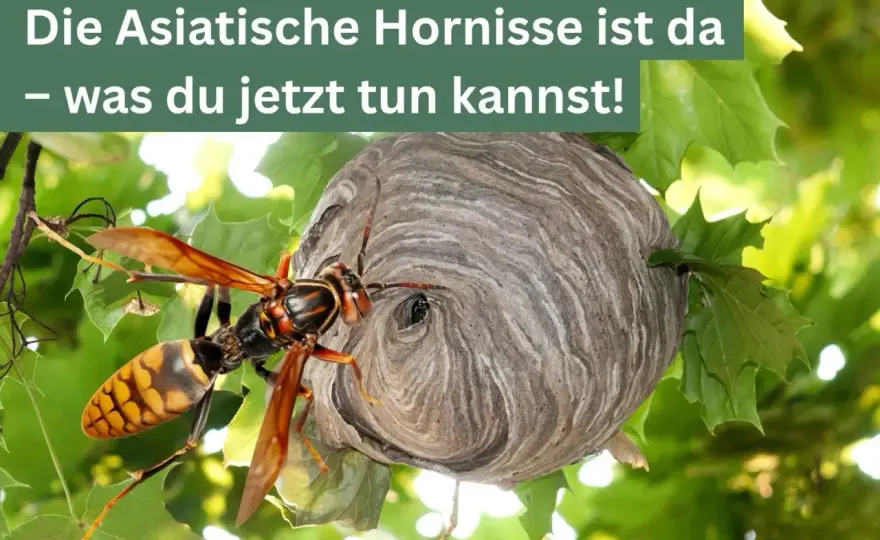 Asiatische Hornisse erkennen – so schützt du Bienen richtig