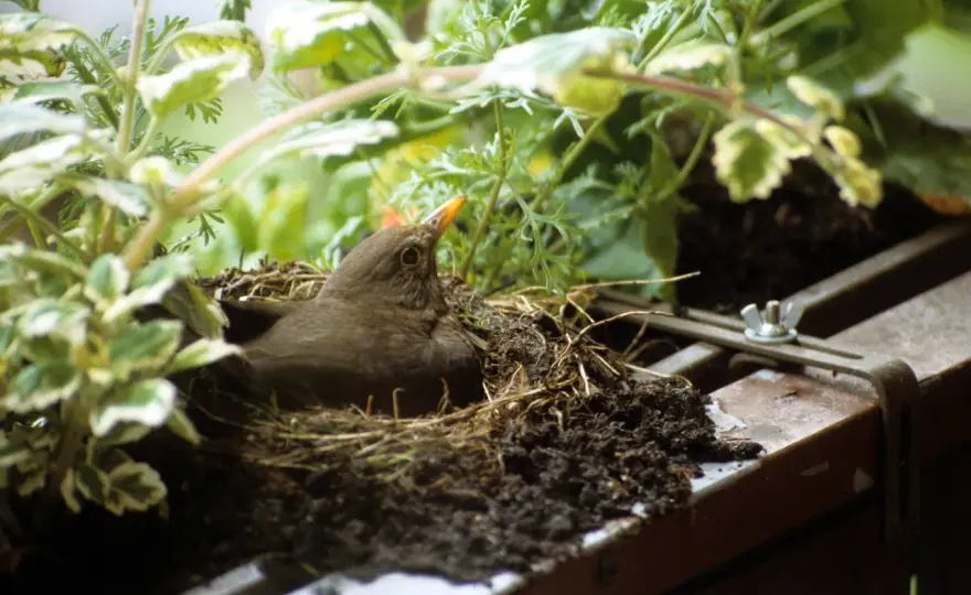 Fitis-Nest: So förderst du Brutplätze im Garten richtig