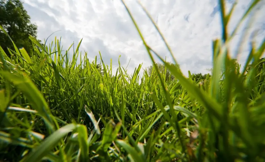 Mähfreier Mai - Mehr Natur im Garten? So geht's richtig!