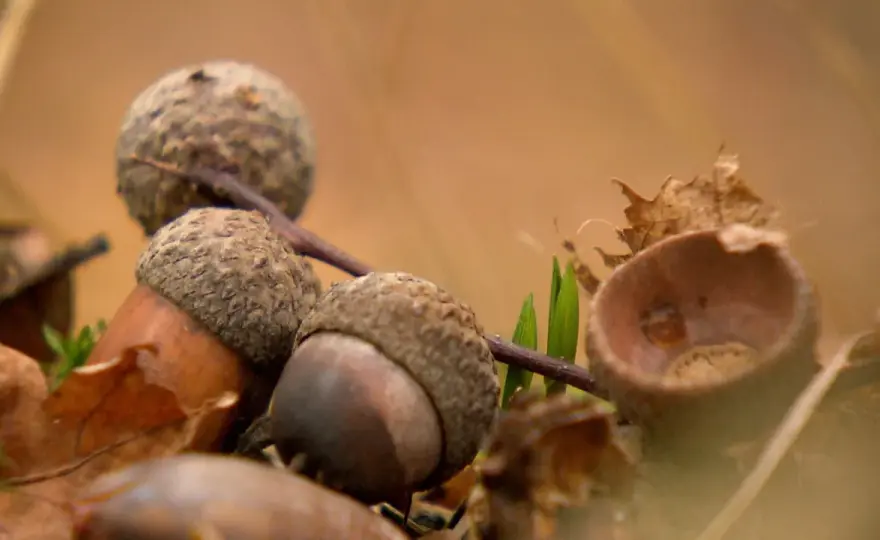 Eicheln im Garten - Gefahr oder Naturschatz?