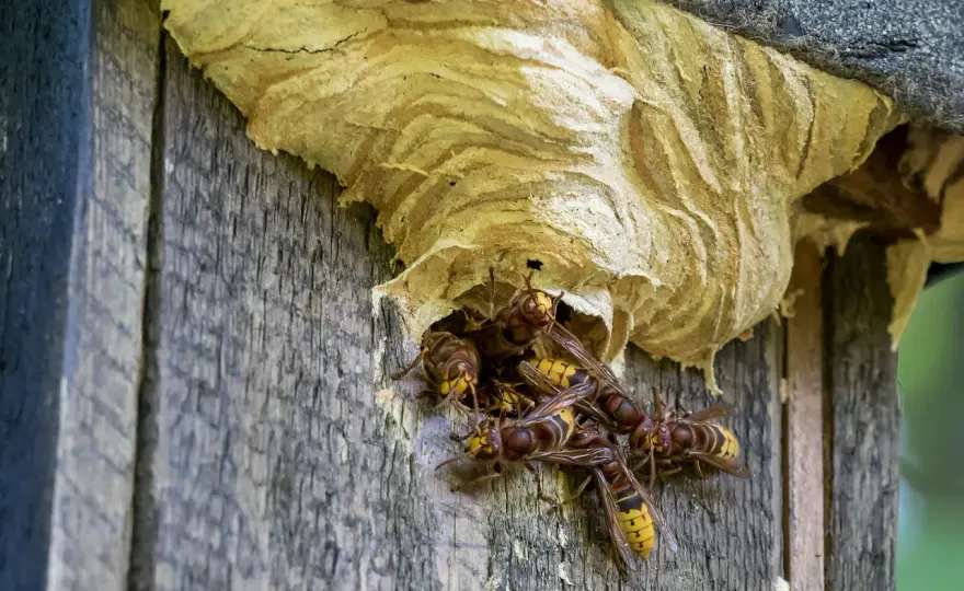 Hornisse erkennen & Nest im Garten - Gefährlich oder nützlich?