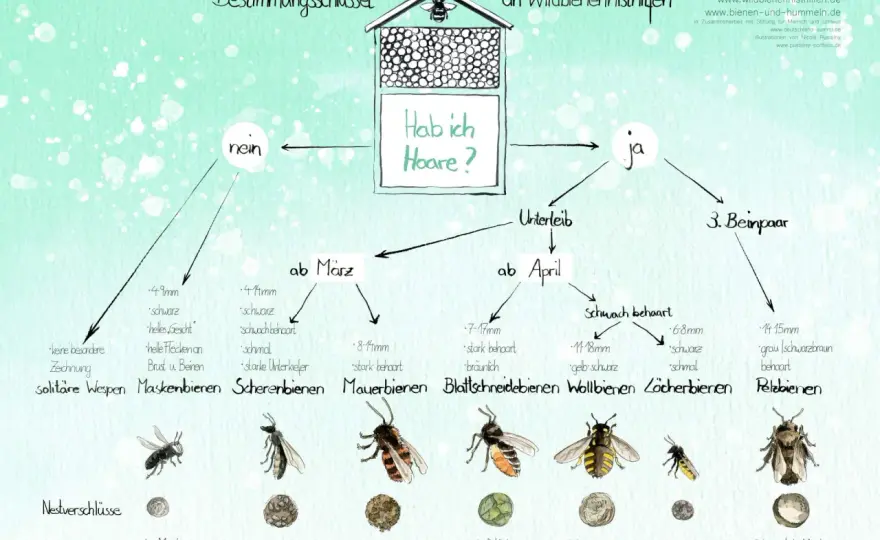 Wildbienen bestimmen im Garten - So geht's wirklich!