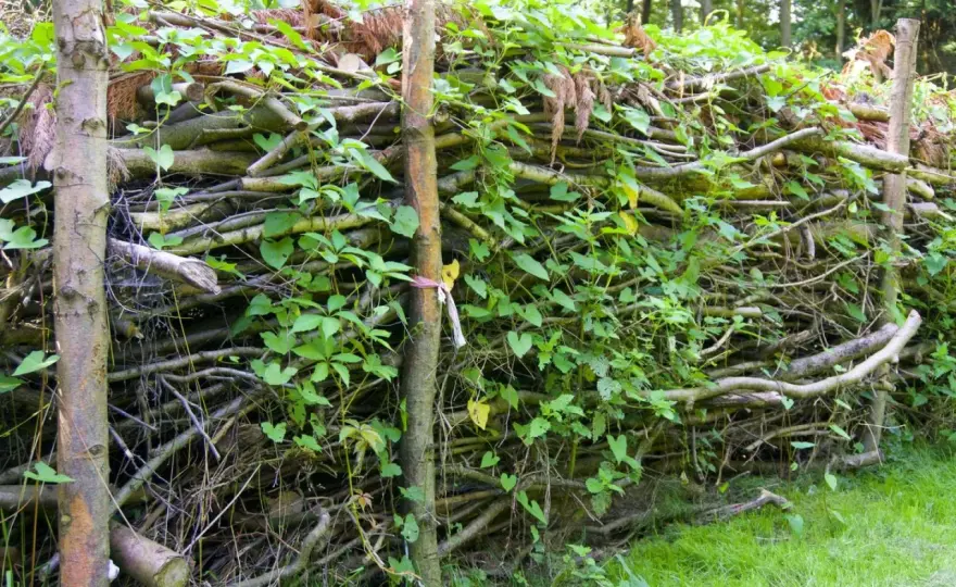 Totholz im Garten - So wird dein Garten zum Biotop!