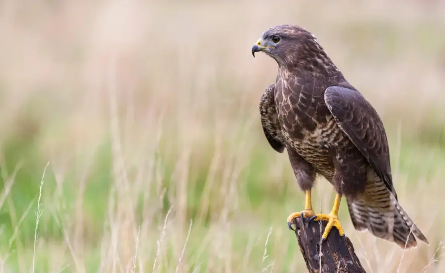 Bussard oder Milan erkennen? So gelingt die sichere Bestimmung