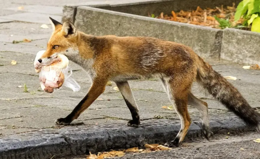 Fuchs bellt im Garten - Was tun? Erkennen und richtig reagieren