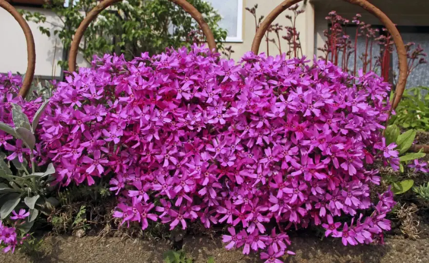Phlox bienenfreundlich? So wird er wertvoll im Naturgarten!