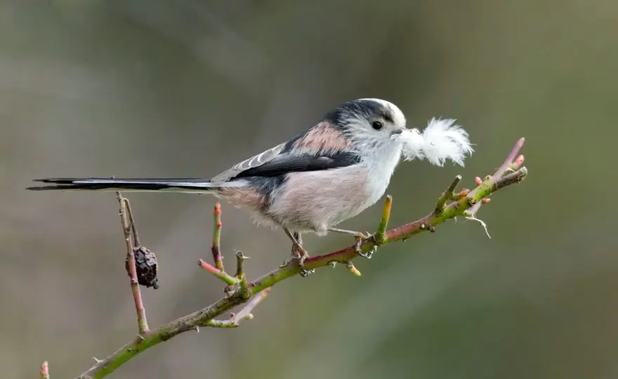 Schwanzmeise im Garten – So schaffst du den perfekten Lebensraum