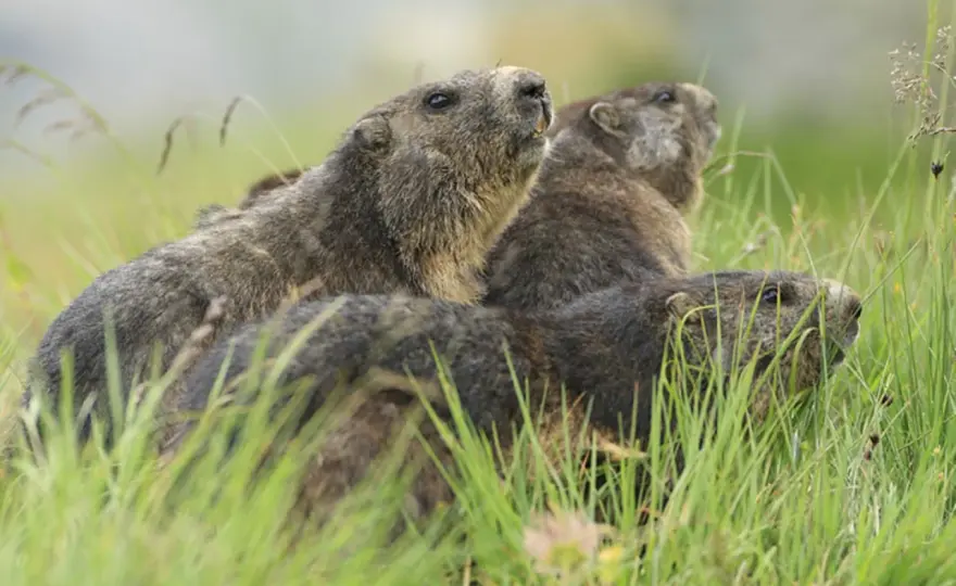 Murmeltiere - Was fressen sie wirklich?