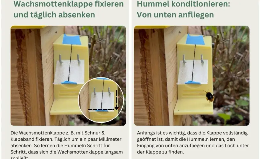 Hummelkasten bauen - So wird die Nisthilfe zum Erfolg