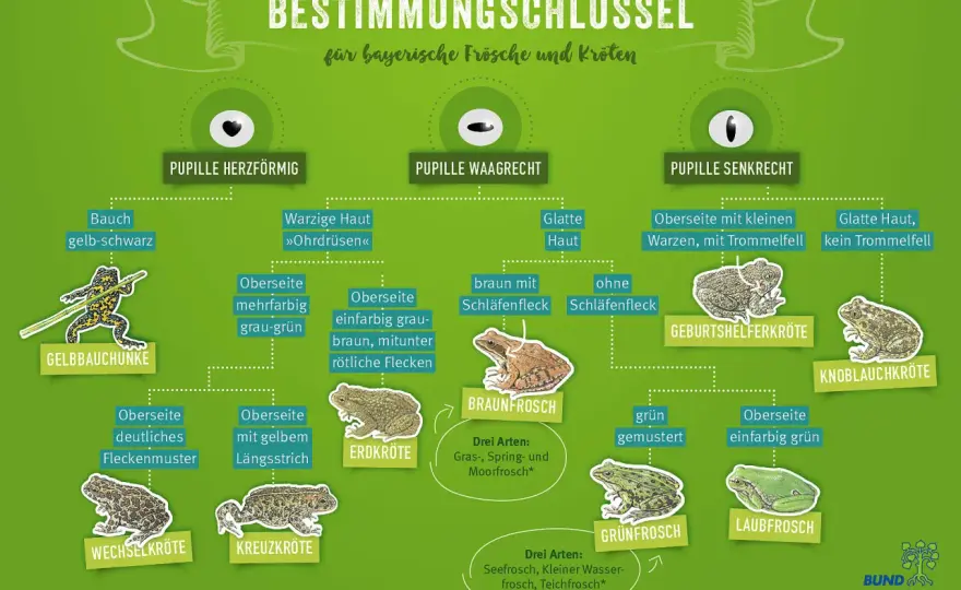 Frösche im Garten - Arten erkennen & Lebensraum schaffen