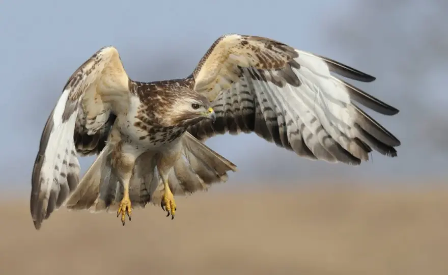 Mäusebussard vs. Habicht - So erkennst du den Unterschied!