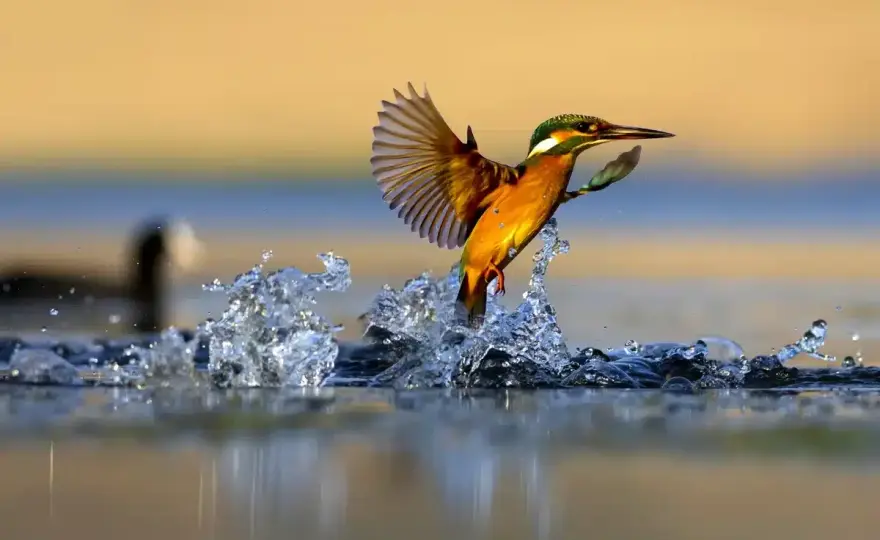 Eisvogel verstehen - Lebensraum & Schutz für den König der Bäche