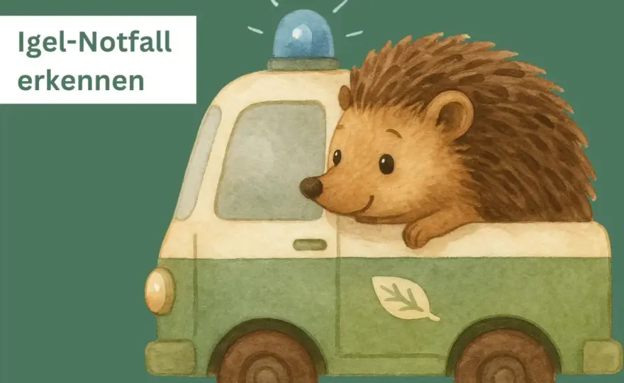 Igel gefunden? So hilfst du richtig – kein Notfall, aber wichtig!