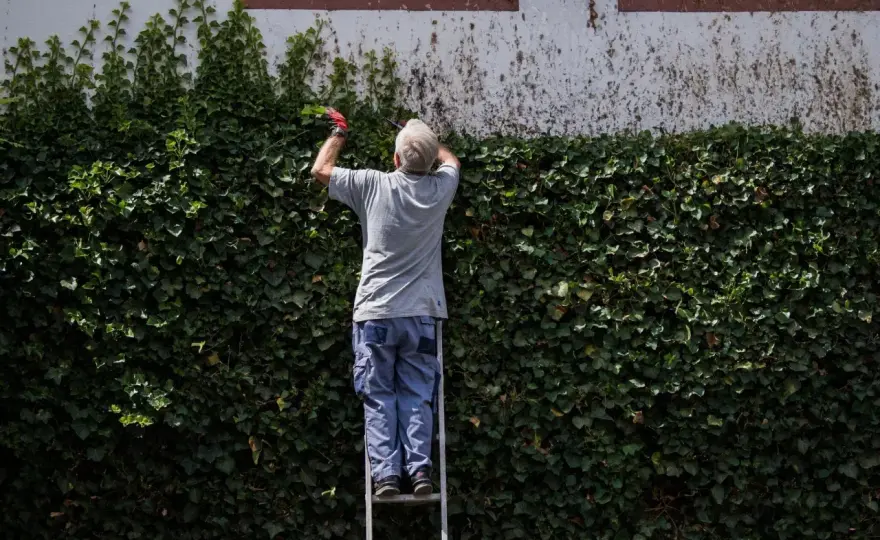 Hecke vogelschonend schneiden – So schützt du Brutplätze!