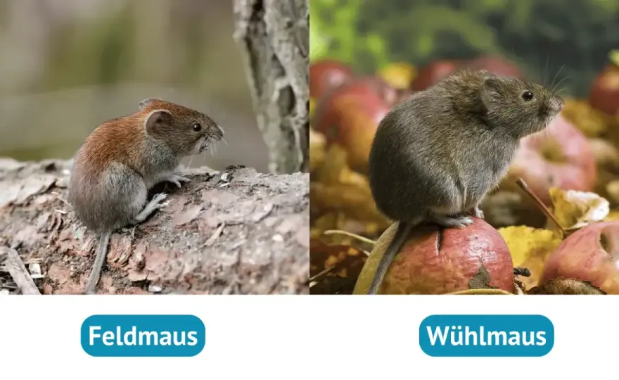 Feldmaus im Garten? Erkennen, unterscheiden, schützen!