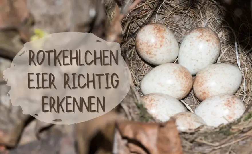 Rotkehlchen-Eier erkennen & schützen – Dein Guide für den Garten