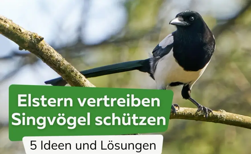 Elstern fressen Spatzen? So schützt du Gartenvögel wirklich
