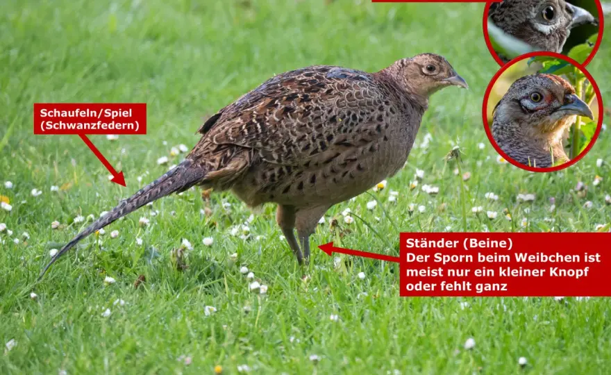 Fasanenhenne erkennen - So hilfst du dem scheuen Vogel im Garten