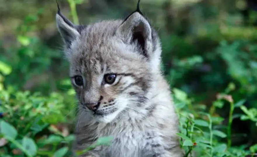 Der Luchs - Mehr als nur eine Katze?