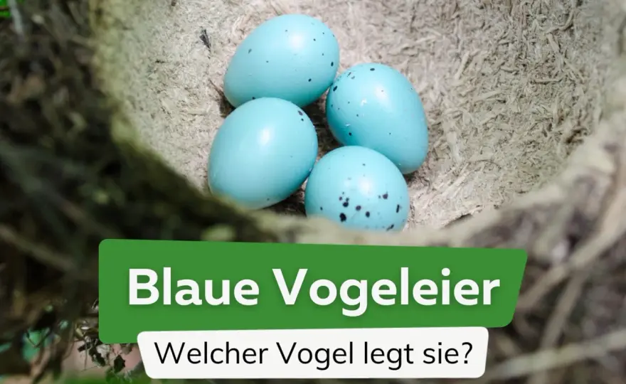 Blaue Vogeleier - Amsel, Drossel, Star? So erkennst du sie!