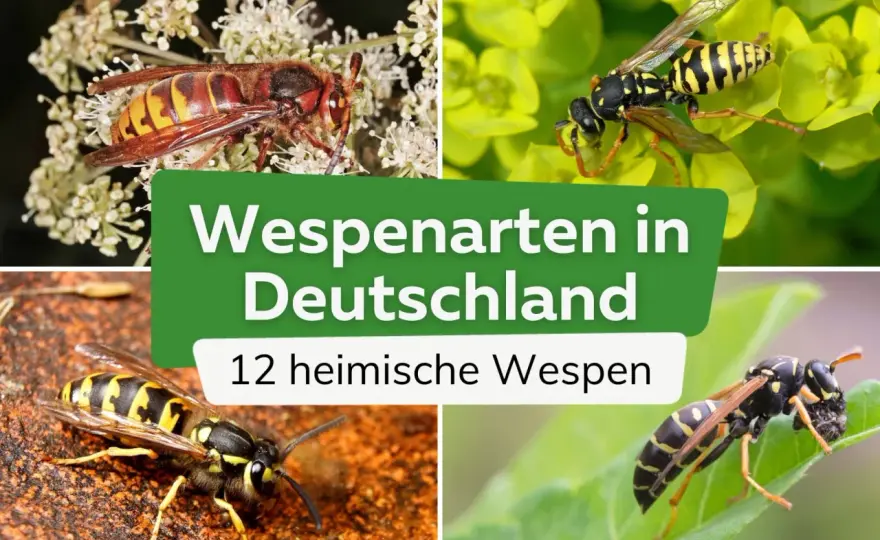 Wespenarten in Deutschland - Erkennen, verstehen, friedlich leben