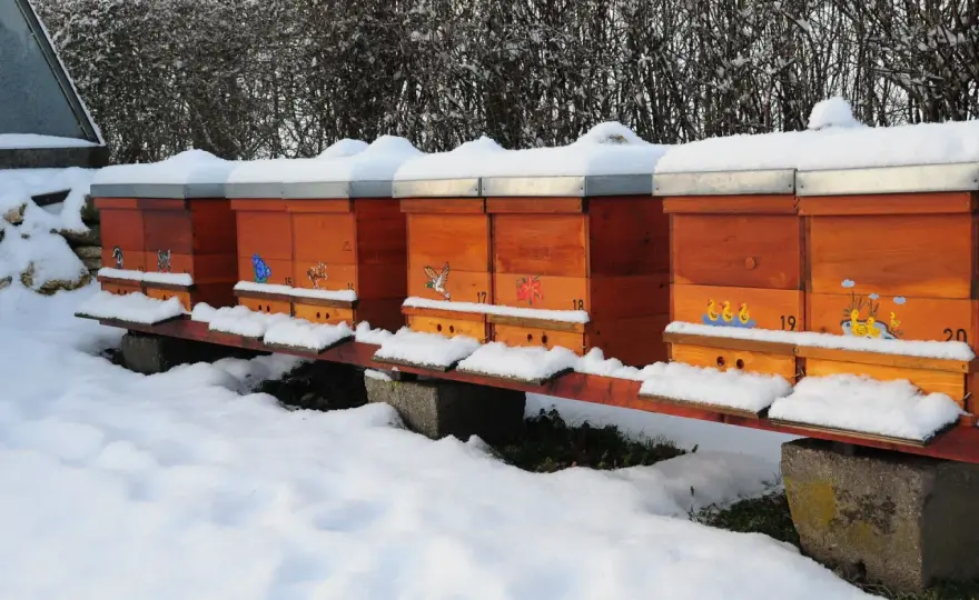 Bienen im Winter - Überleben sie? Gartenhilfe & Ursachen