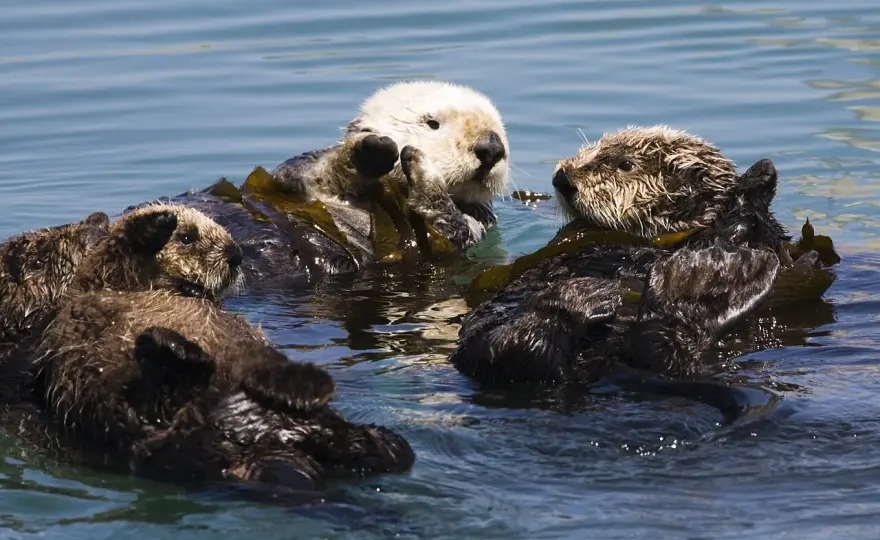 Wo leben Otter? Mehr als nur Wasser zählt!