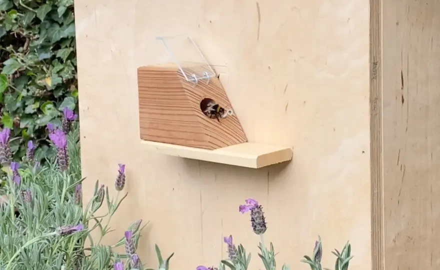 Erdhummeln im Garten - Nest richtig begleiten & Garten gestalten