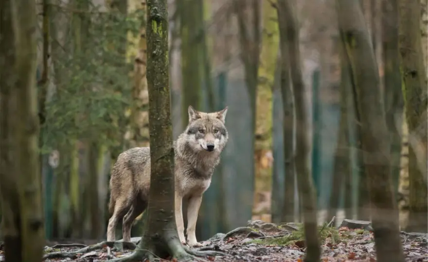 Wolfsbegegnung in Deutschland - So verhältst du dich richtig