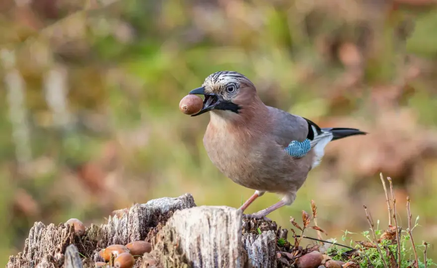 Eicheln im Naturgarten - Welche Tiere fressen sie wirklich?