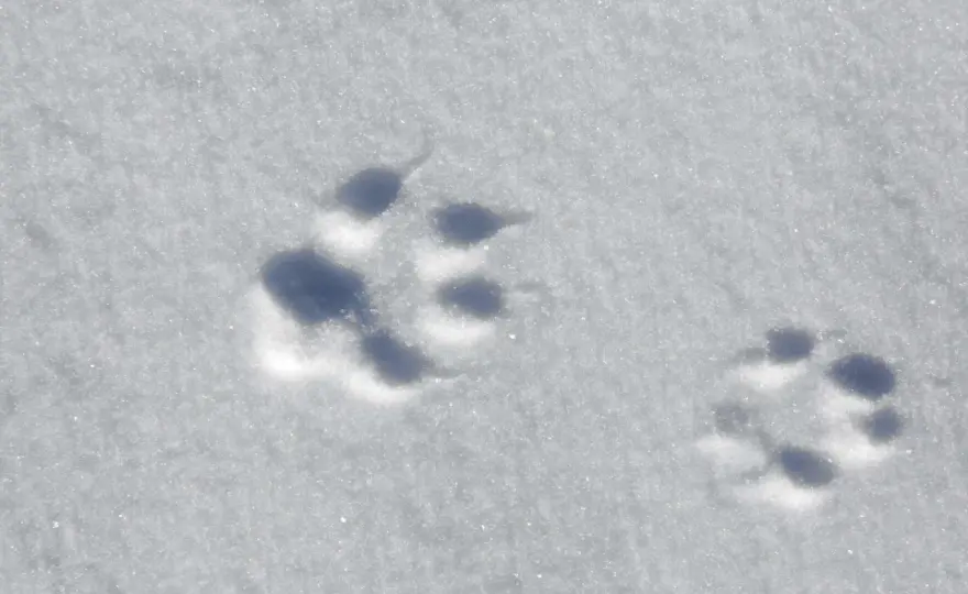 Fuchsspuren erkennen – So liest du die Fährte richtig
