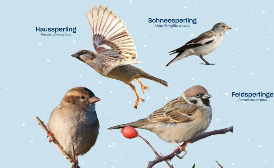 Haussperling vs. Feldsperling - So erkennst du den Unterschied!