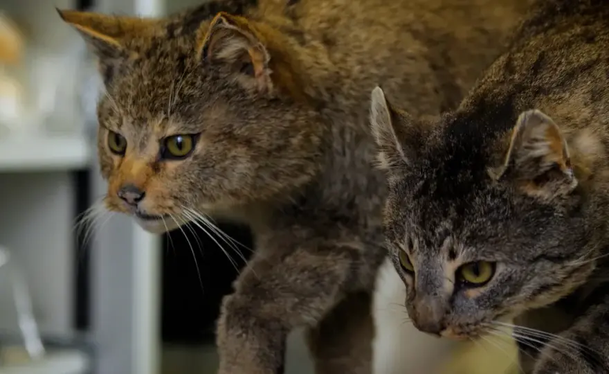 Wildkatze & Hauskatze - Hybridisierung: Was tun?