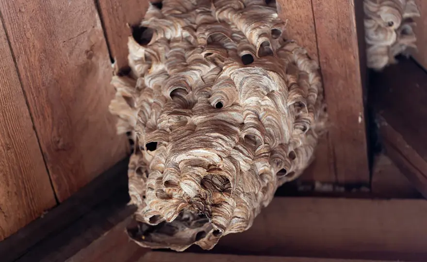 Hornissennest im Garten - Alles über Bau, Standorte & Umgang