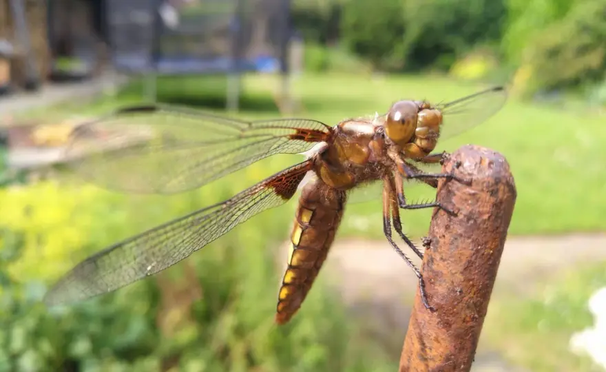 Libellen stechen nicht - Darum sind sie nützlich im Garten