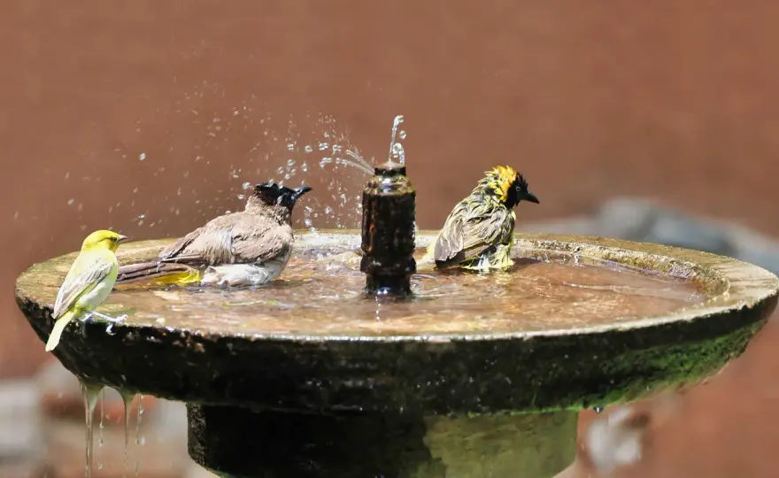 Wasserstelle im Garten - So hilfst du Wildtieren wirklich