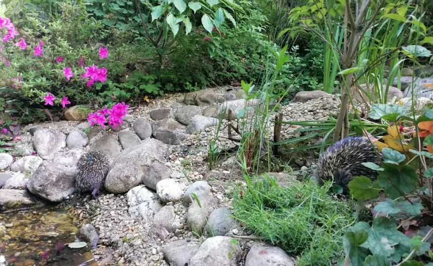 Igelfreundlicher Garten - So schaffst du ein sicheres Zuhause