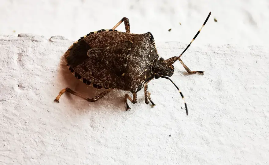 Wanzen im Garten - Erkennen, Bestimmen, Verstehen