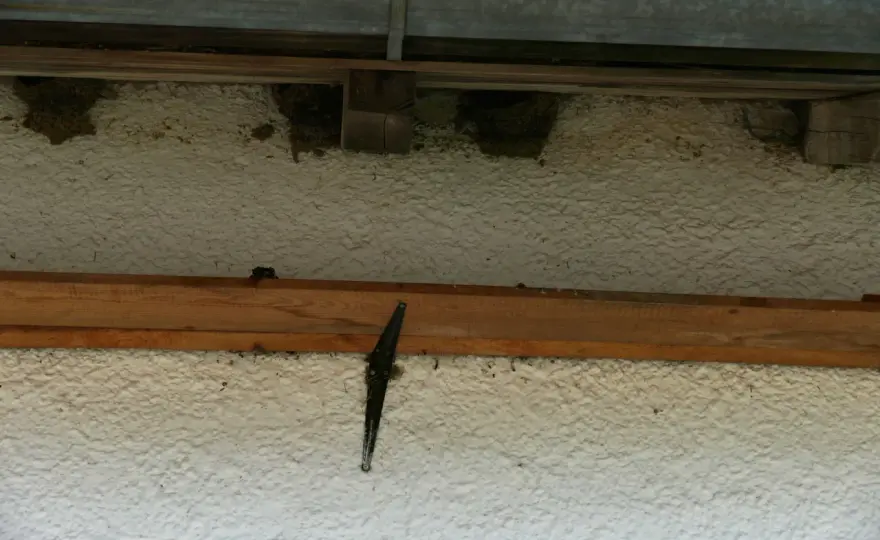 Schwalbennest am Haus – Schutz, Kotbrett & Arten erkennen