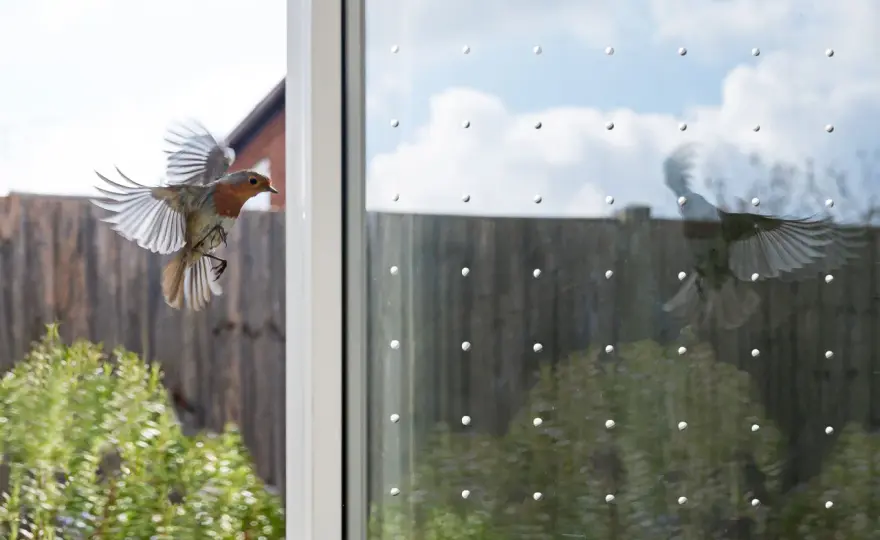 Vogelschutz am Fenster - Welche DIY-Lösungen wirklich helfen