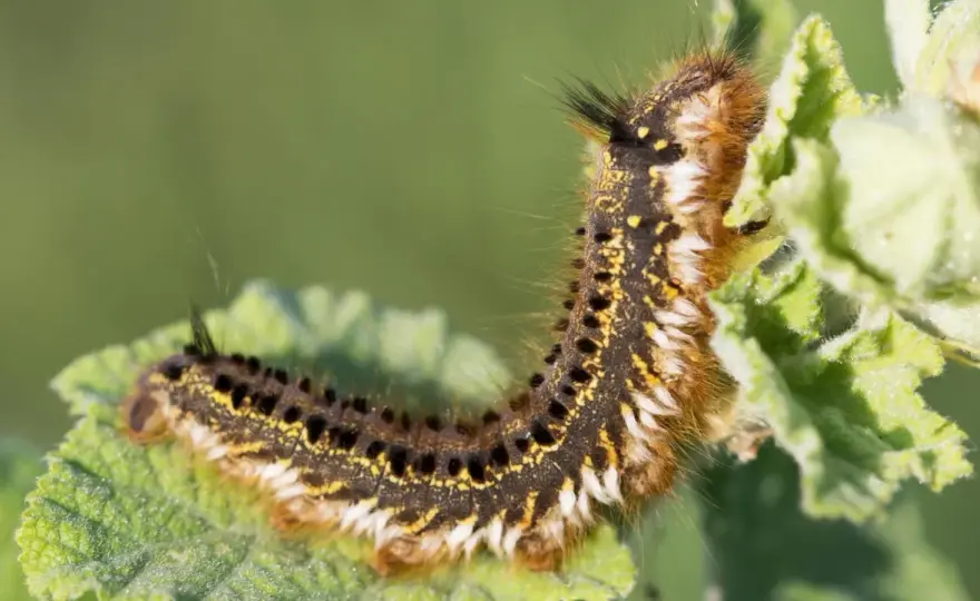 Raupen bestimmen: So erkennst du Arten im Garten sicher