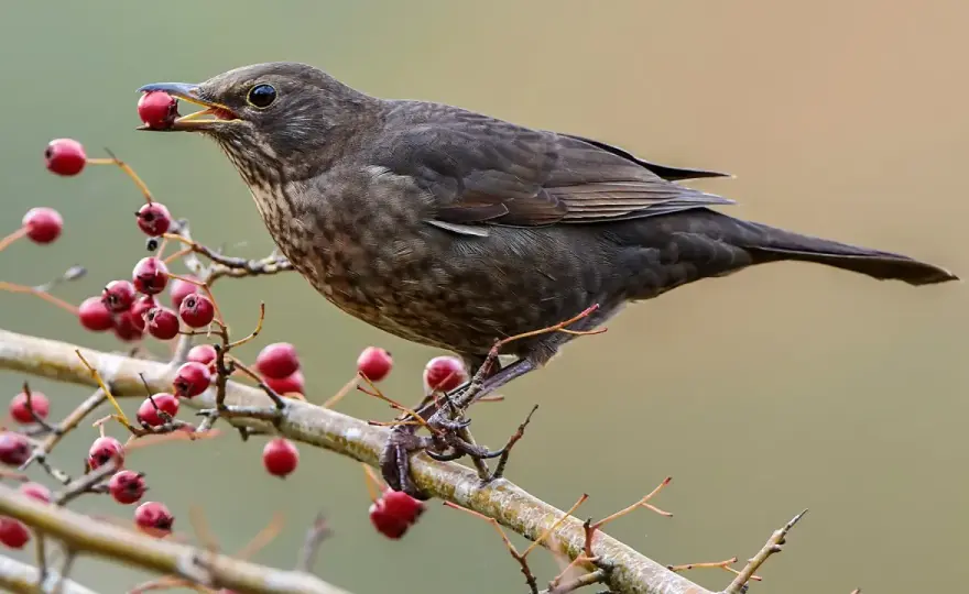 Kranke Amsel im Garten? So erkennst du Usutu & hilfst richtig