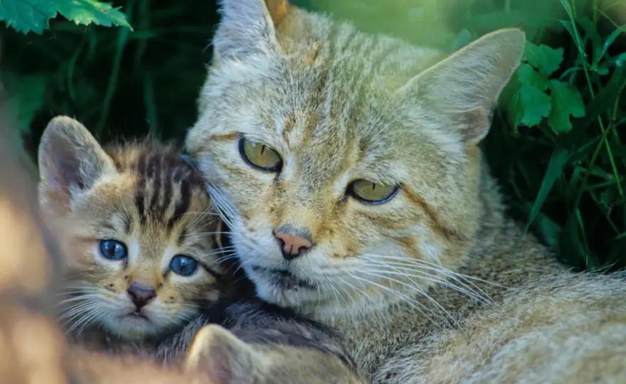 Wildkatze in Bayern - Erkennen, schützen, helfen