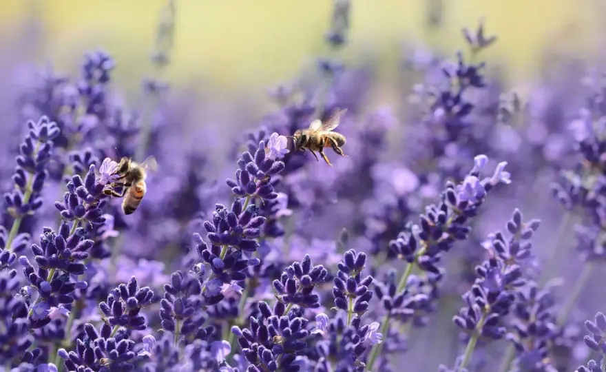 Bienenfreundliche Blumen - So wird dein Garten zum Paradies