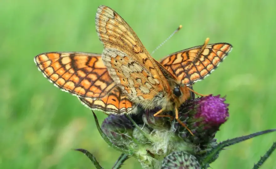 Goldener Scheckenfalter - Warum Blüten allein nicht reichen