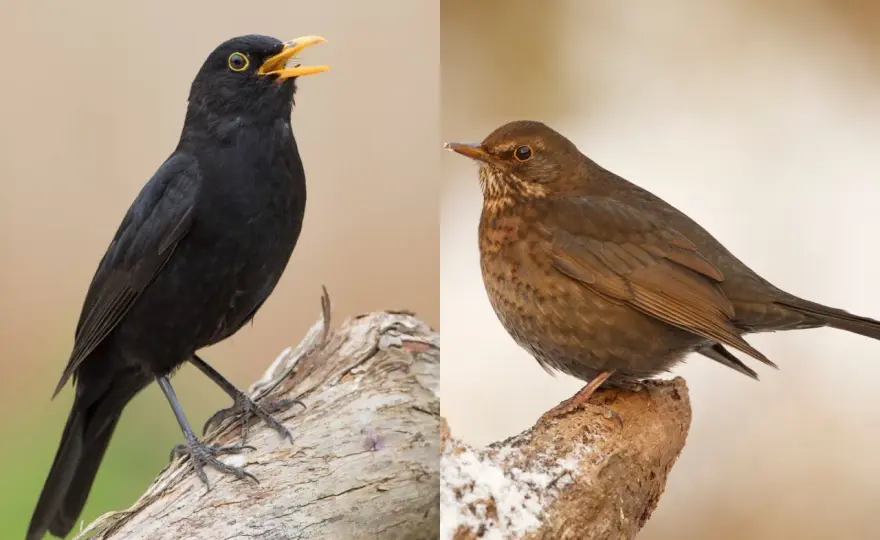 Amseln erkennen - Männchen, Weibchen & Jungvögel sicher bestimmen